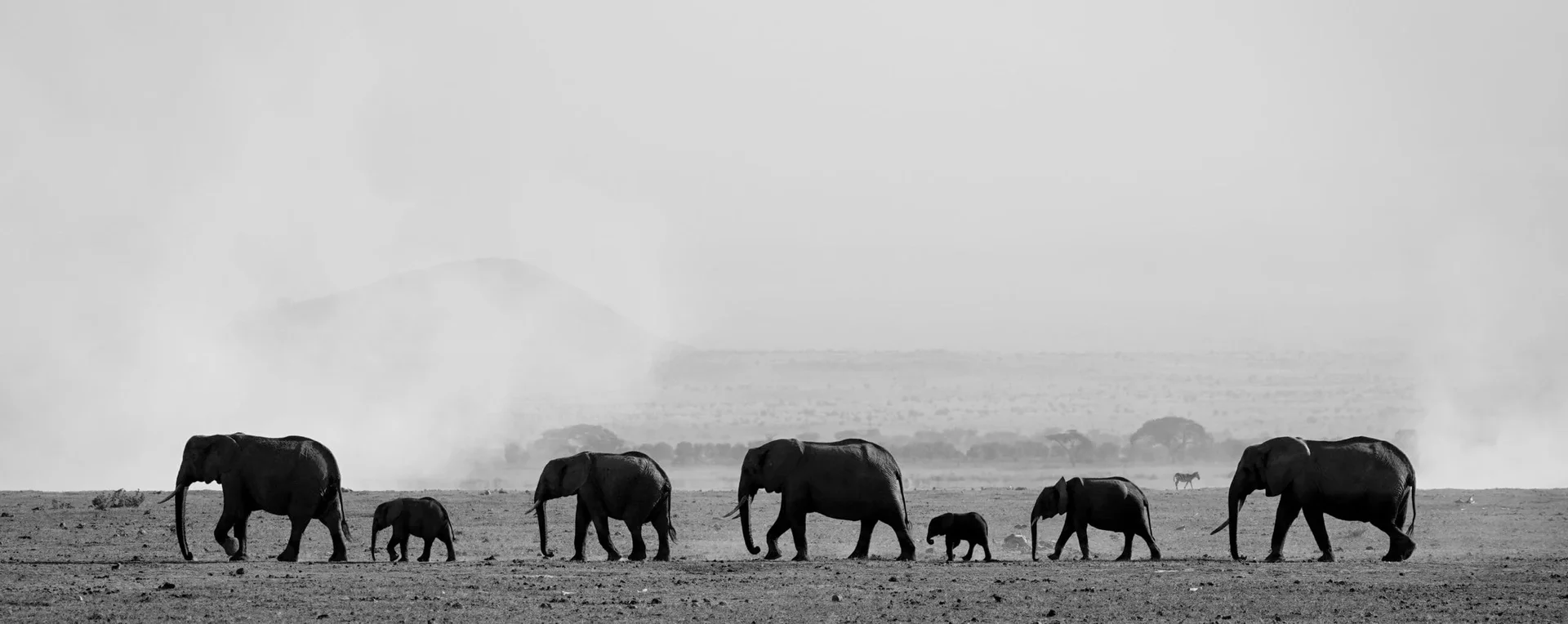 Troupeau d'éléphants marchant dans la savane poussiéreuse du Kenya, en noir et blanc