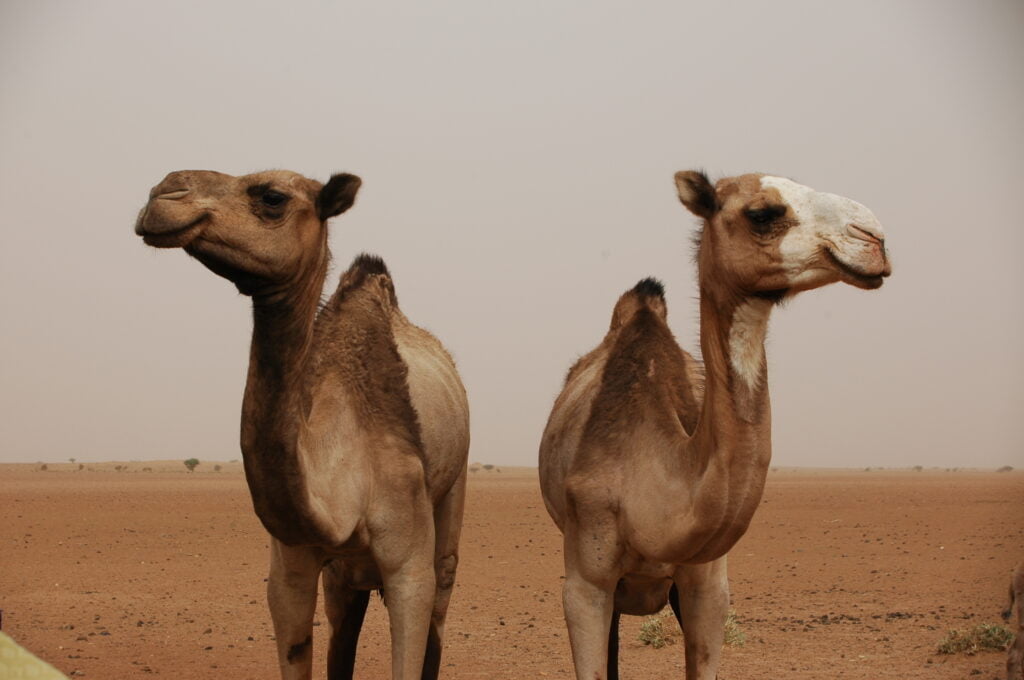 Camels