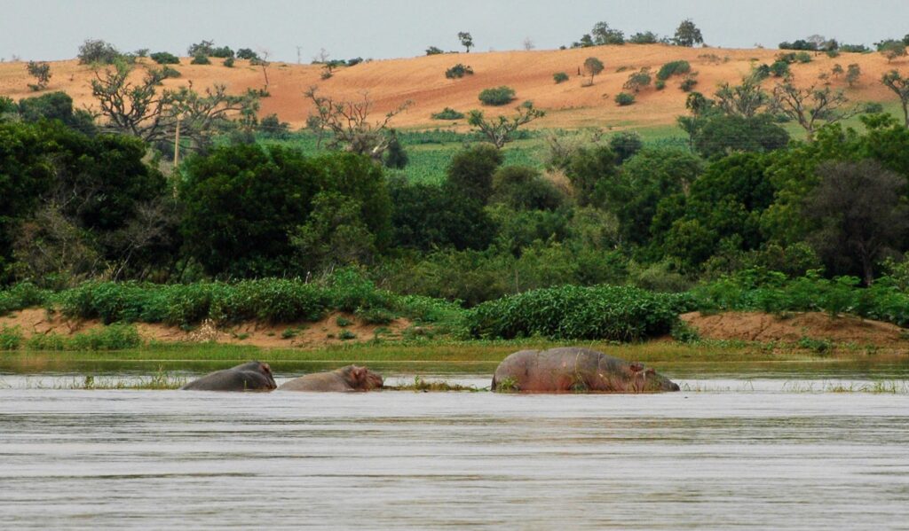 Hippos in the Niger River