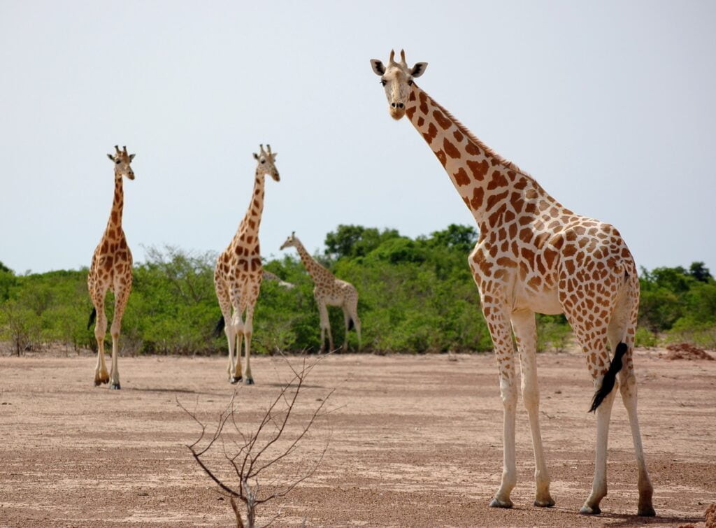 Kouré Giraffe Reserve