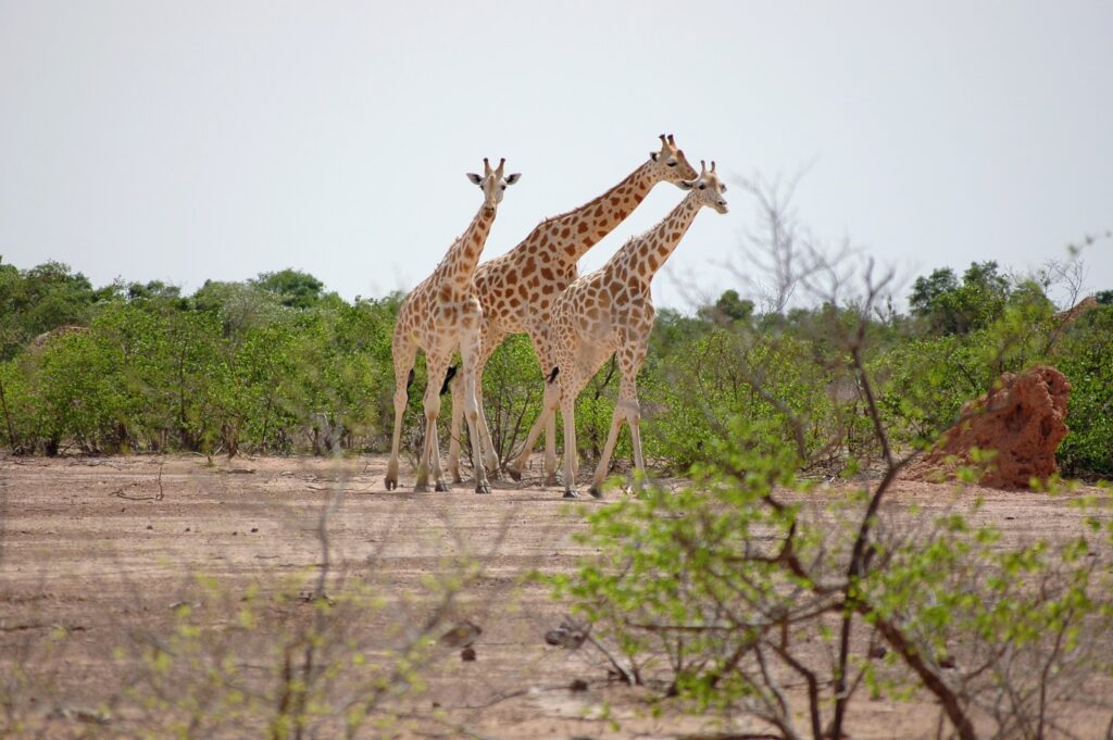 Girafes de Kouré