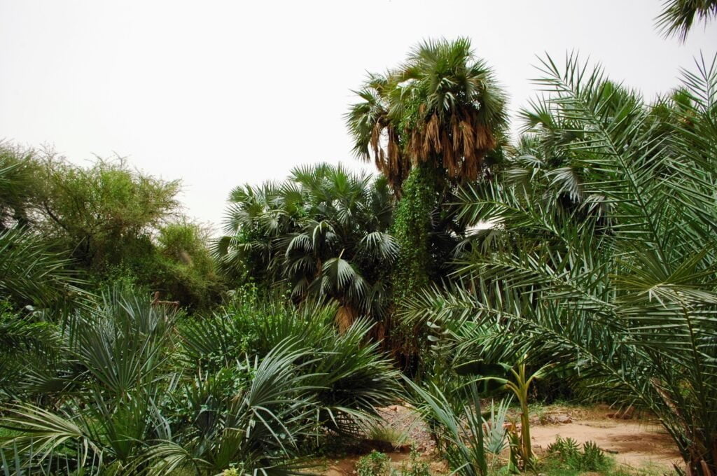 Oasis dans le massif de l'Aïr