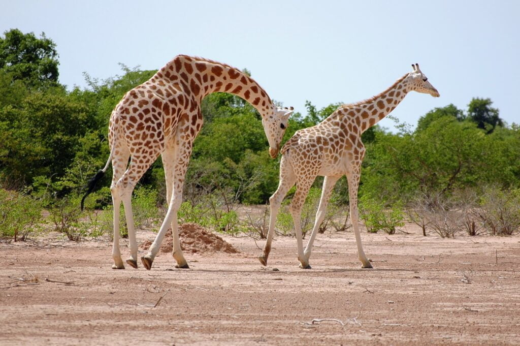 Girafes de Kouré