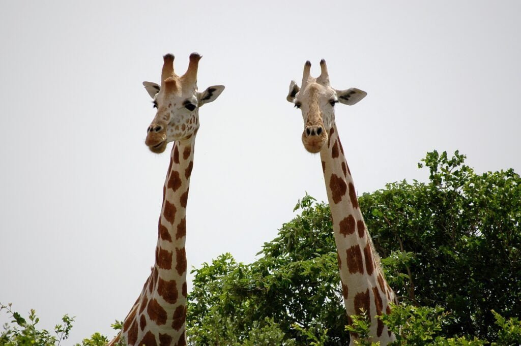 Girafes de Kouré