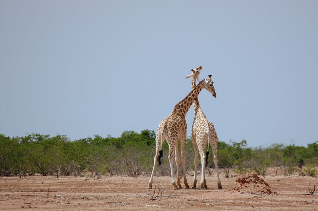 Kouré Giraffe Reserve