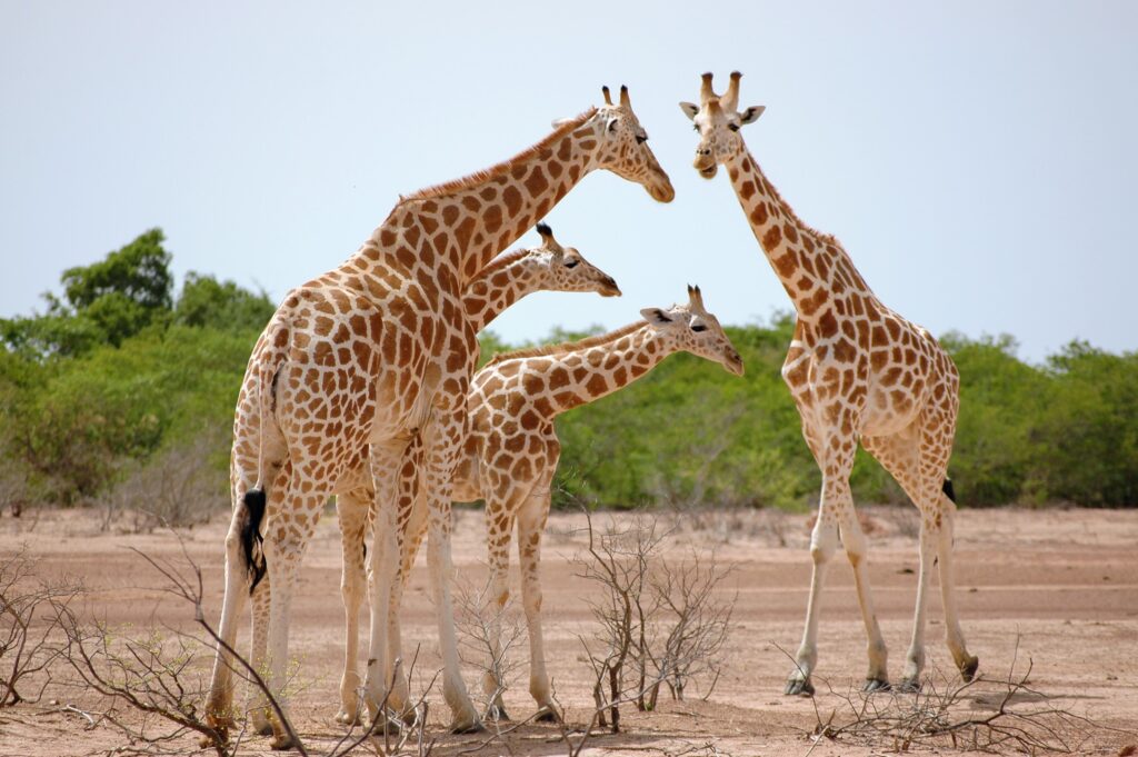 Girafes de Kouré