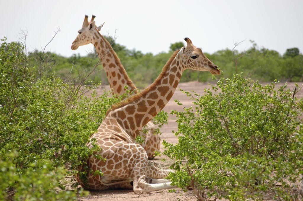 Kouré Giraffe Reserve