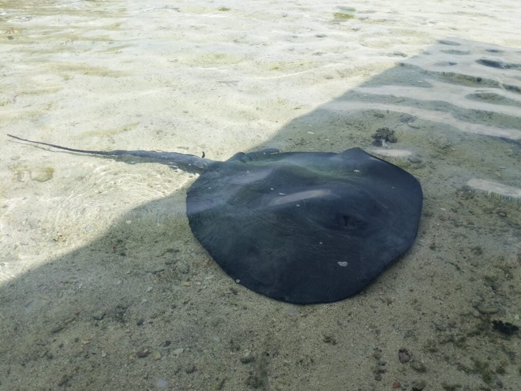 Stingrays glide gracefully in the translucent waters of Tobacco Caye