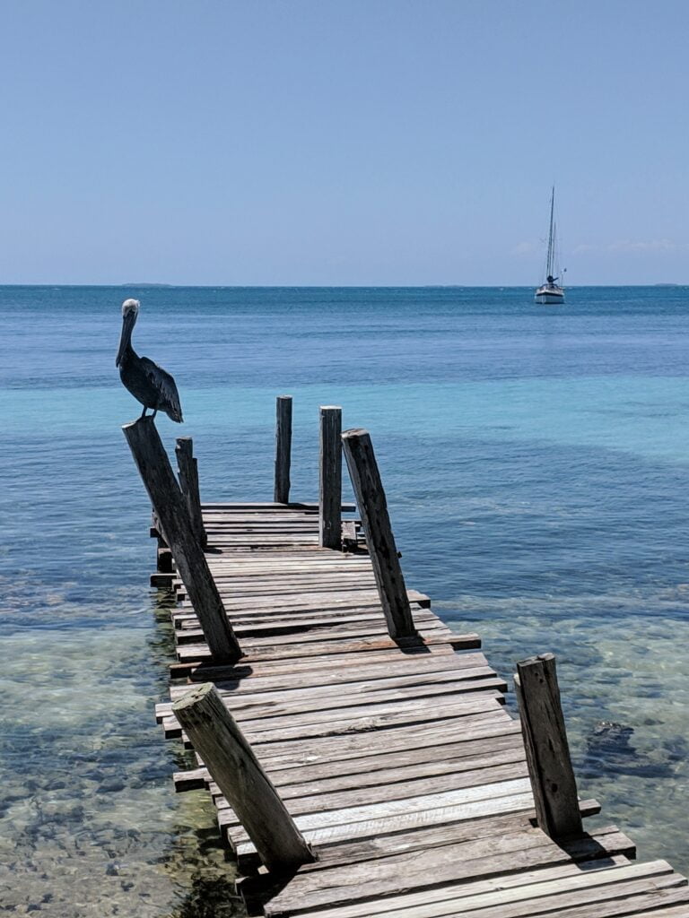 A pelican rests on a wooden pier off the coast of South Water Caye.