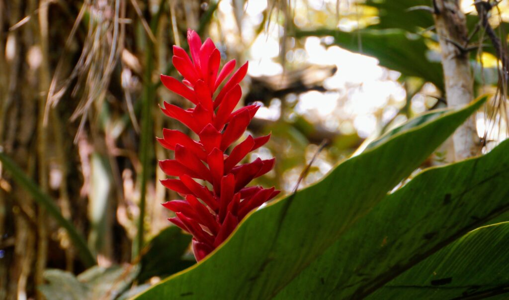 Flore du zoo du belize