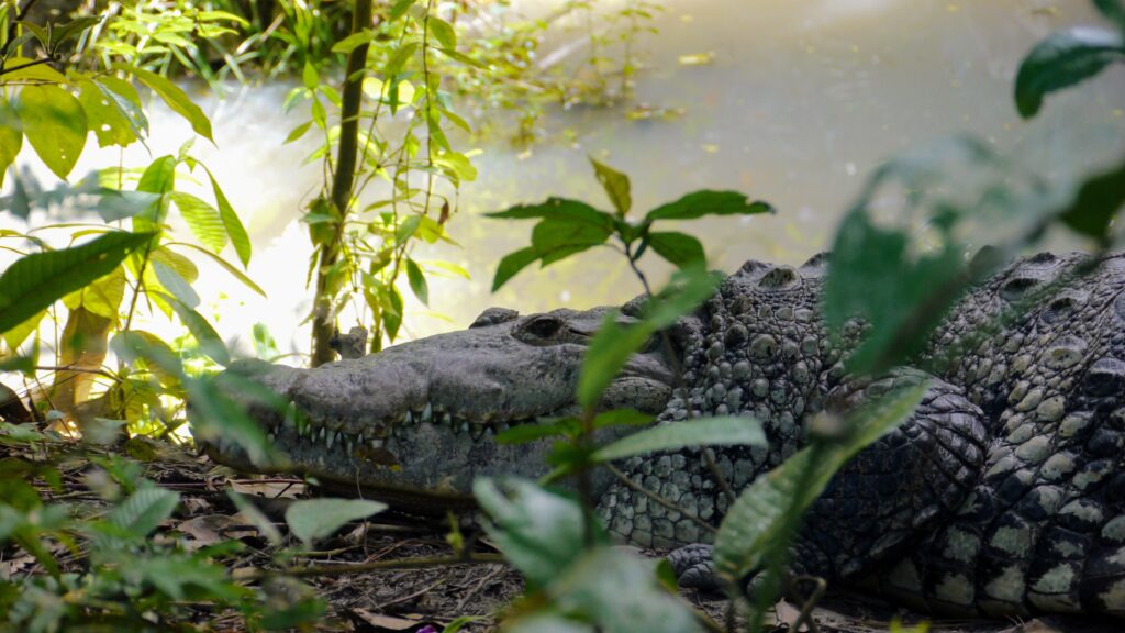 Crocodile au zoo du Belize