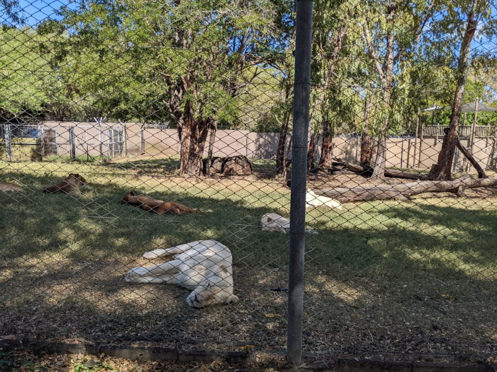 White lions in Casela Park