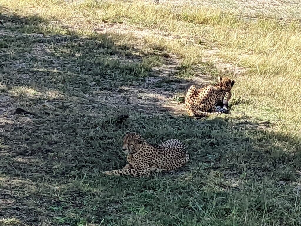 Cheetahs in Casela Park (Mauritius)