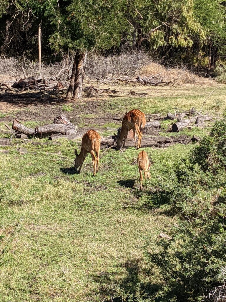 Nyalas, Casela