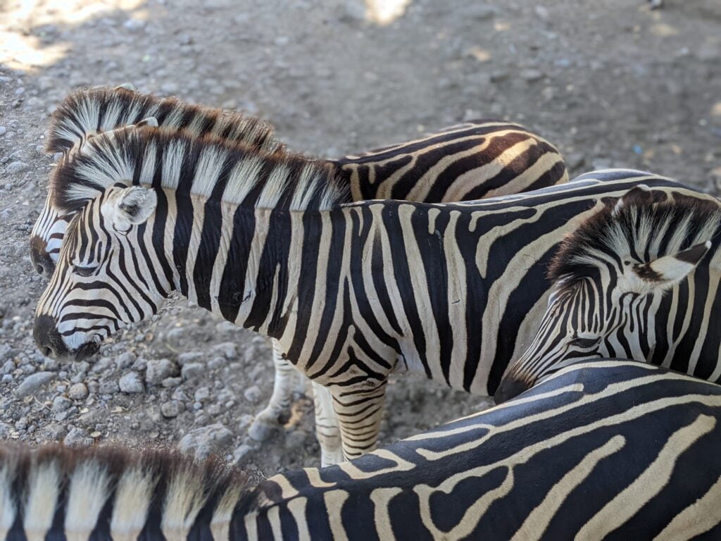 Zebras in Casela Park