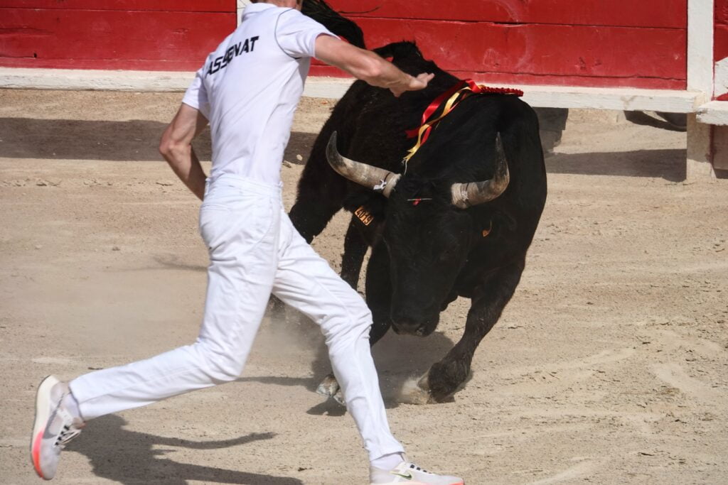 Camargue Race, Arènes of Grau du Roi