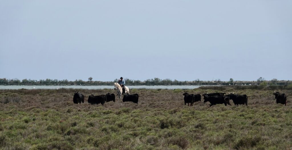 Bulls, horses, and gardians at the manade Raynaud.