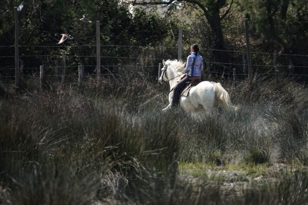 Gardian on horseback