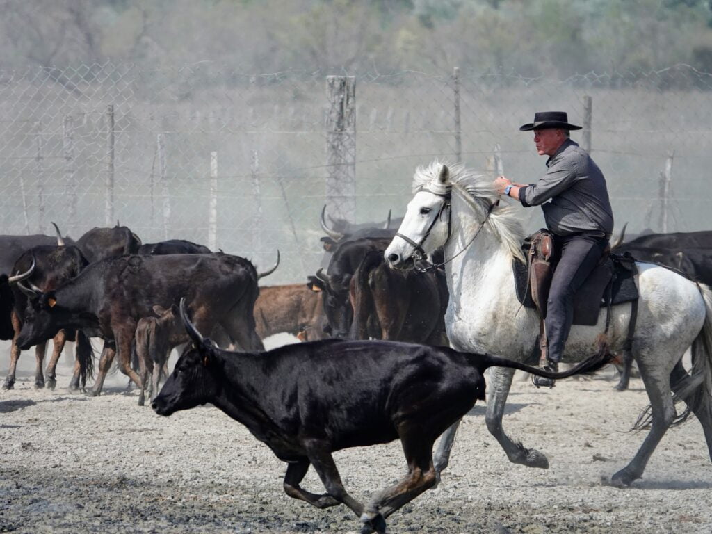 Cattle herding at the manade Raynaud