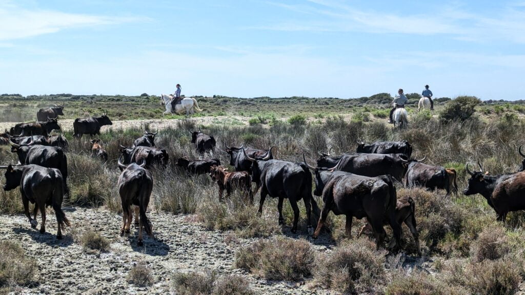 Moving livestock, manade Raynaud