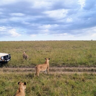 Lions au Masaï Mara