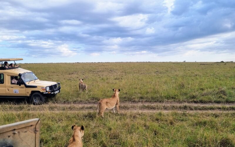 Lions au Masaï Mara