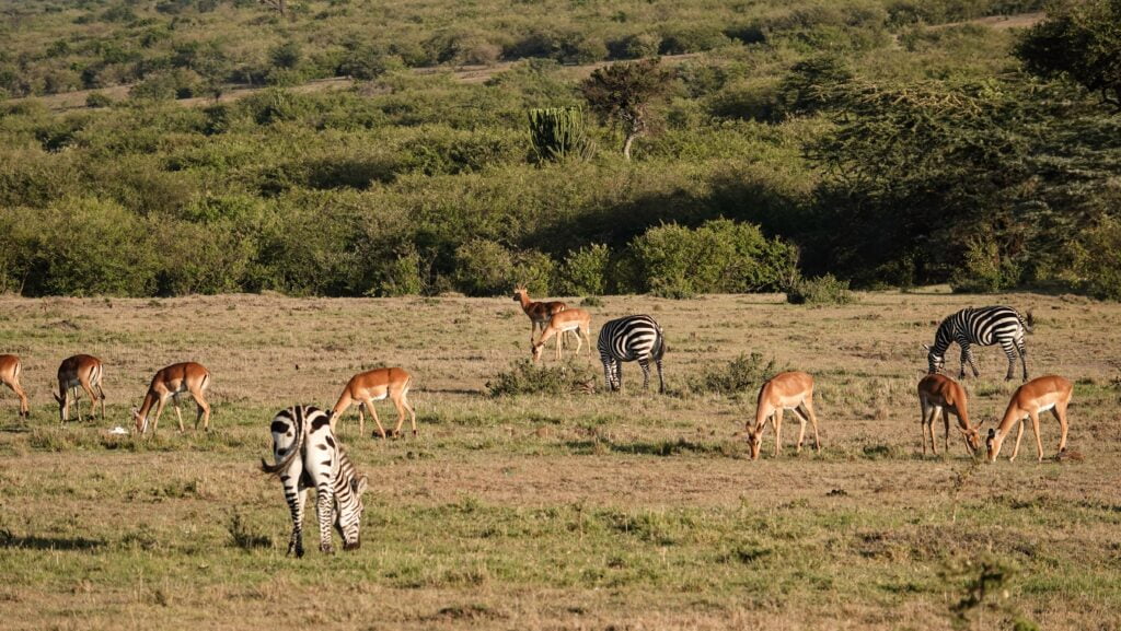 Masai Mara, Kenya