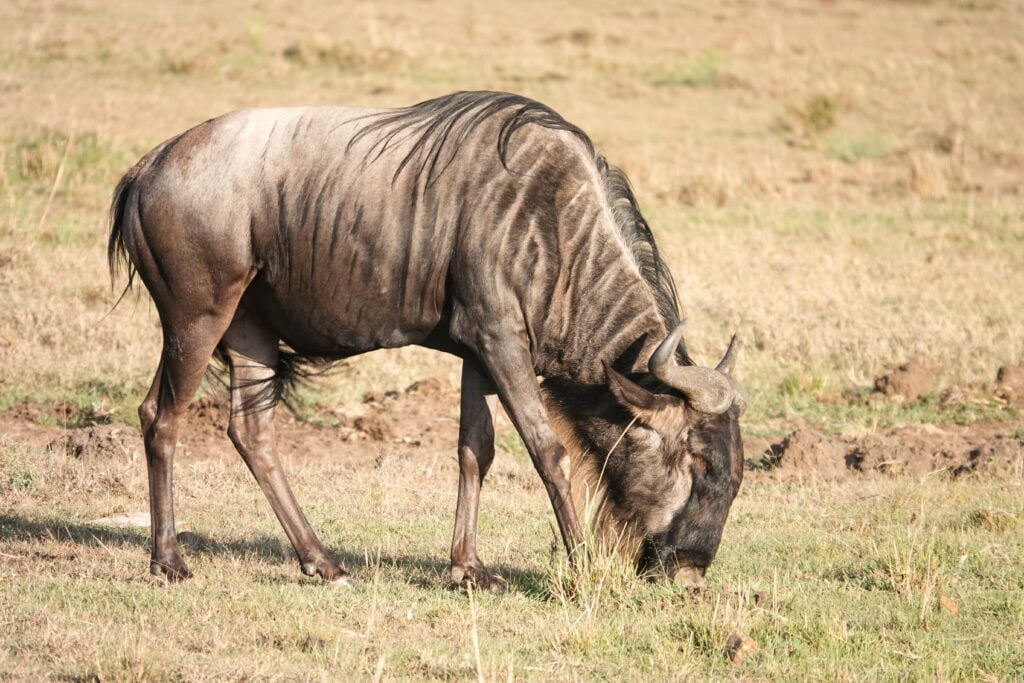 Masai Mara, Kenya