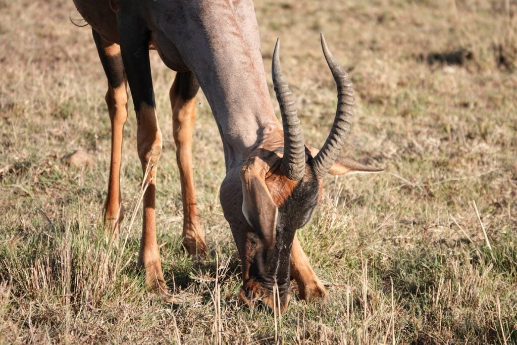 Masai Mara, Kenya