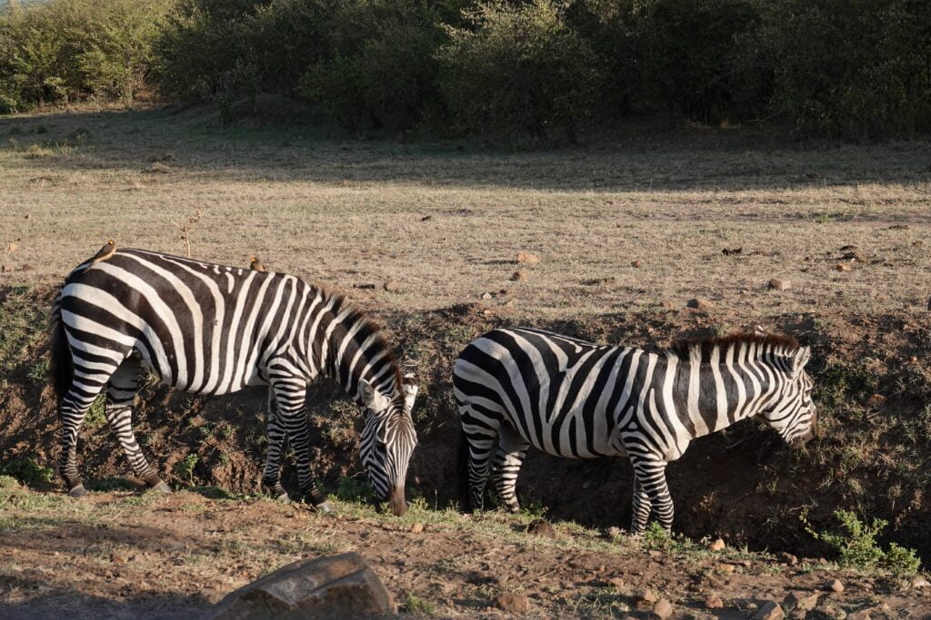 Masai Mara, Kenya