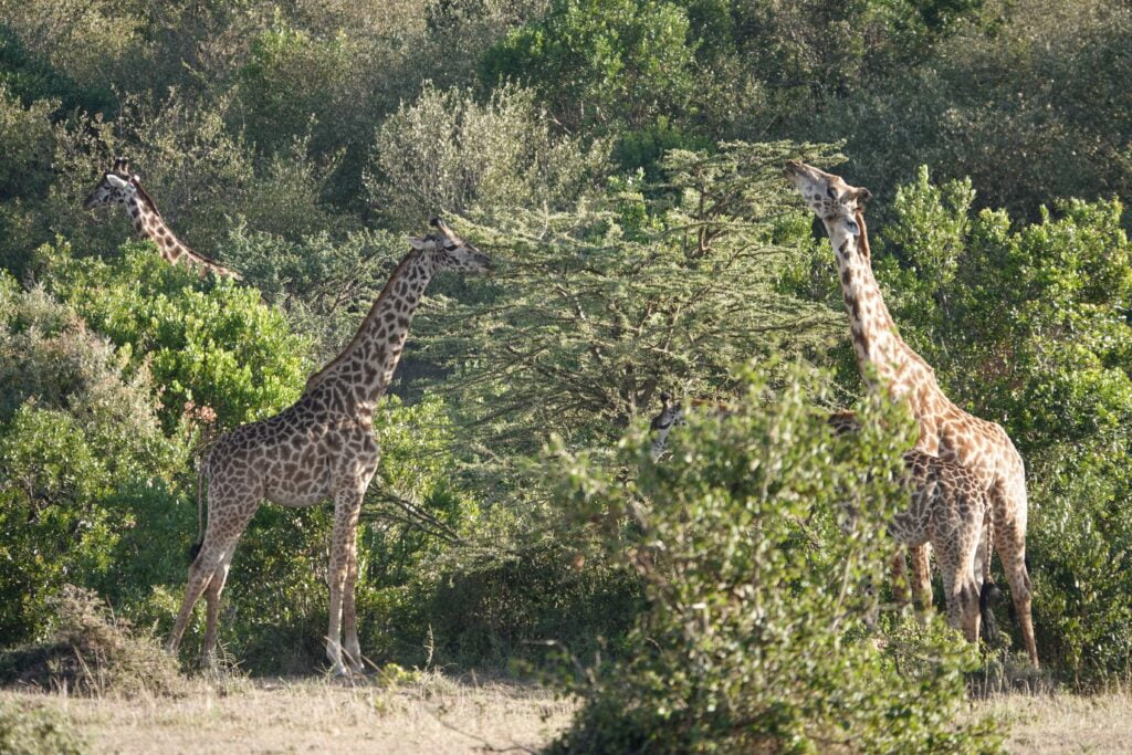 Masai Mara, Kenya