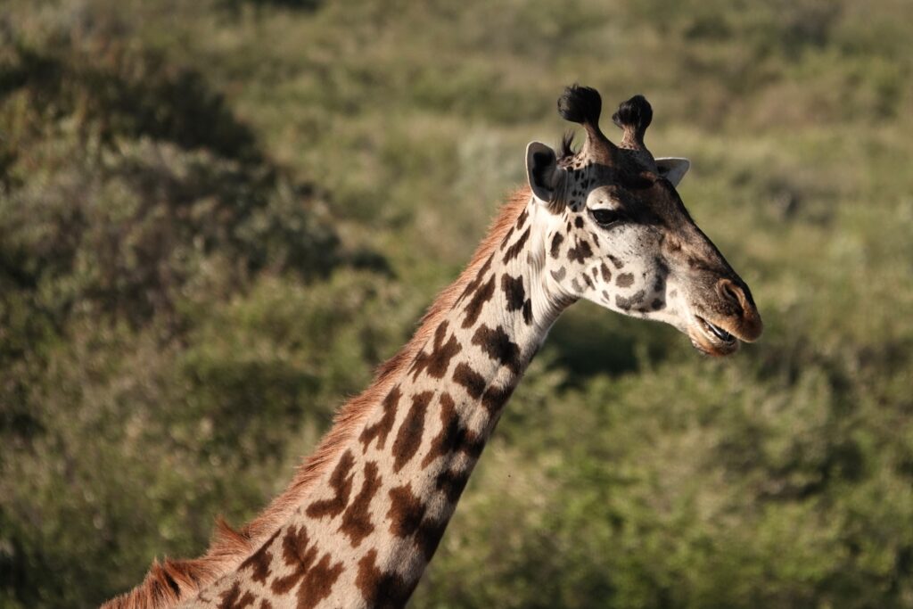 Masai Mara, Kenya