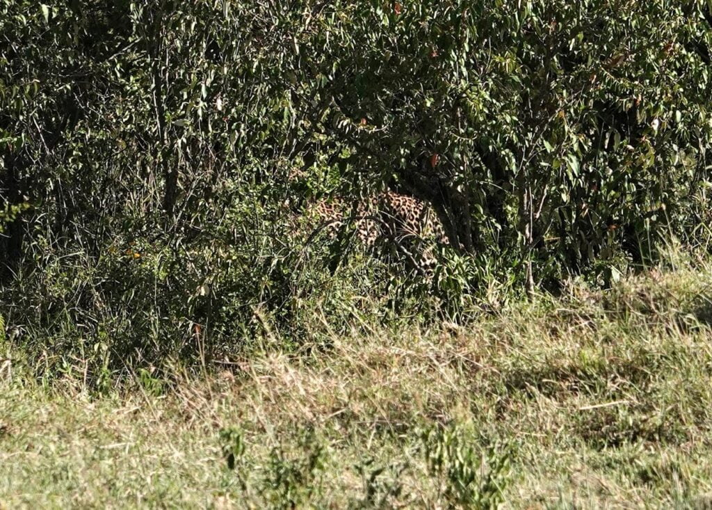 Masai Mara, Kenya