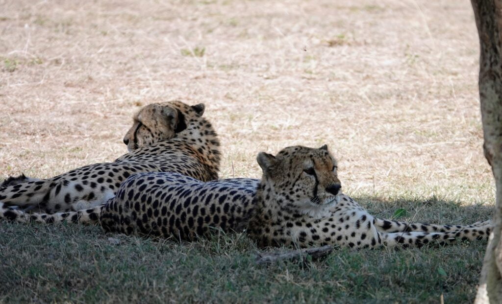 Cheetah in Maasai Mara