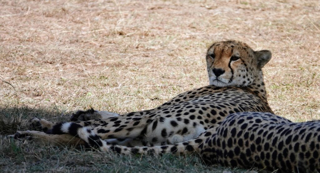 Guépard au Masaï Mara