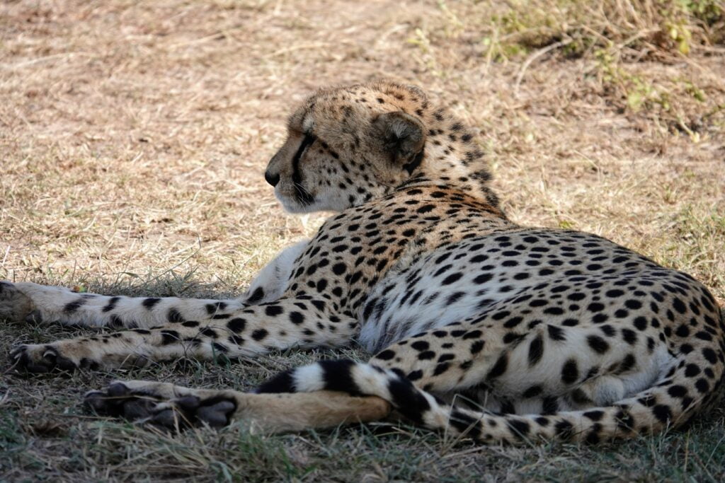 Guépard au Masaï Mara