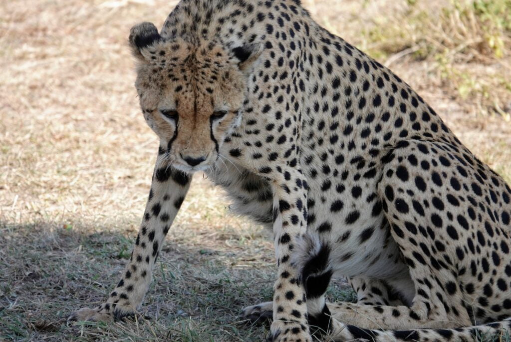 Guépard au Masaï Mara