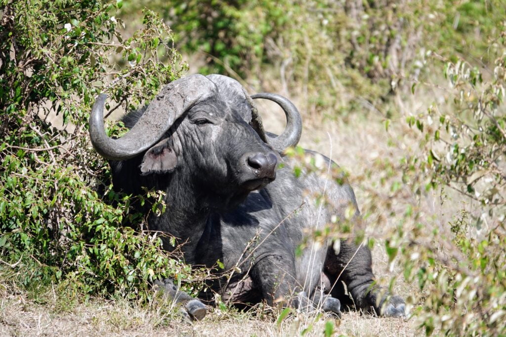 Buffaloes in Maasai Mara