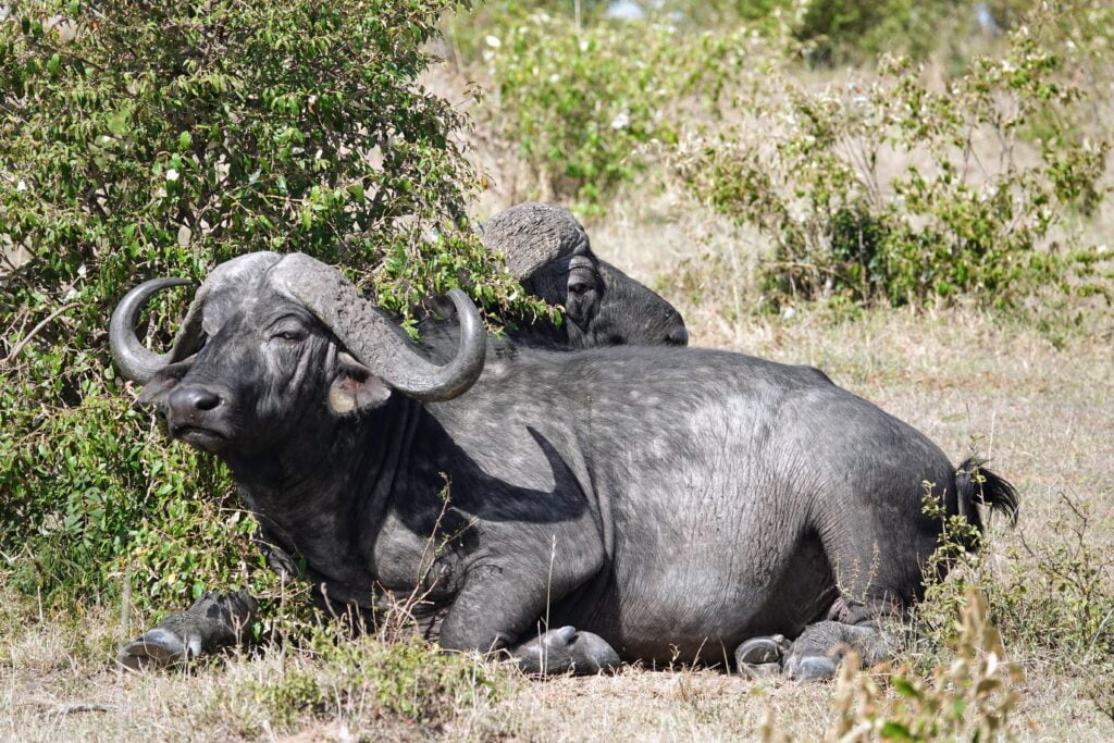 Buffaloes in Maasai Mara