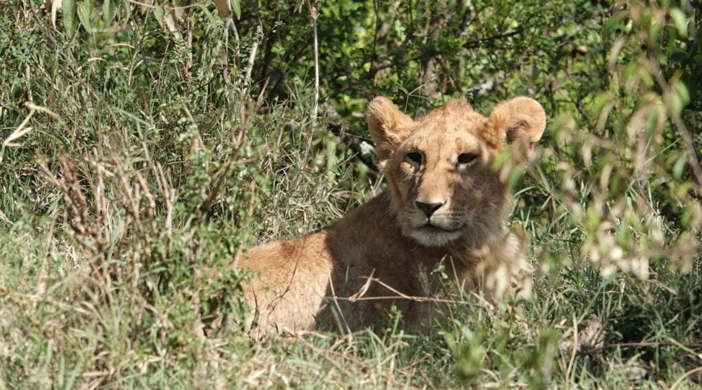 Young lion in the Masai Mara