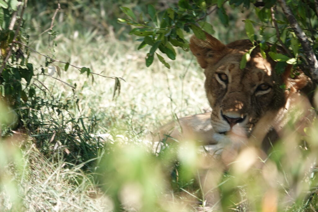 Lioness in the Masai Mara