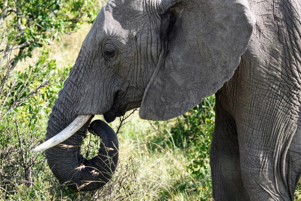 Elephants in the Masai Mara