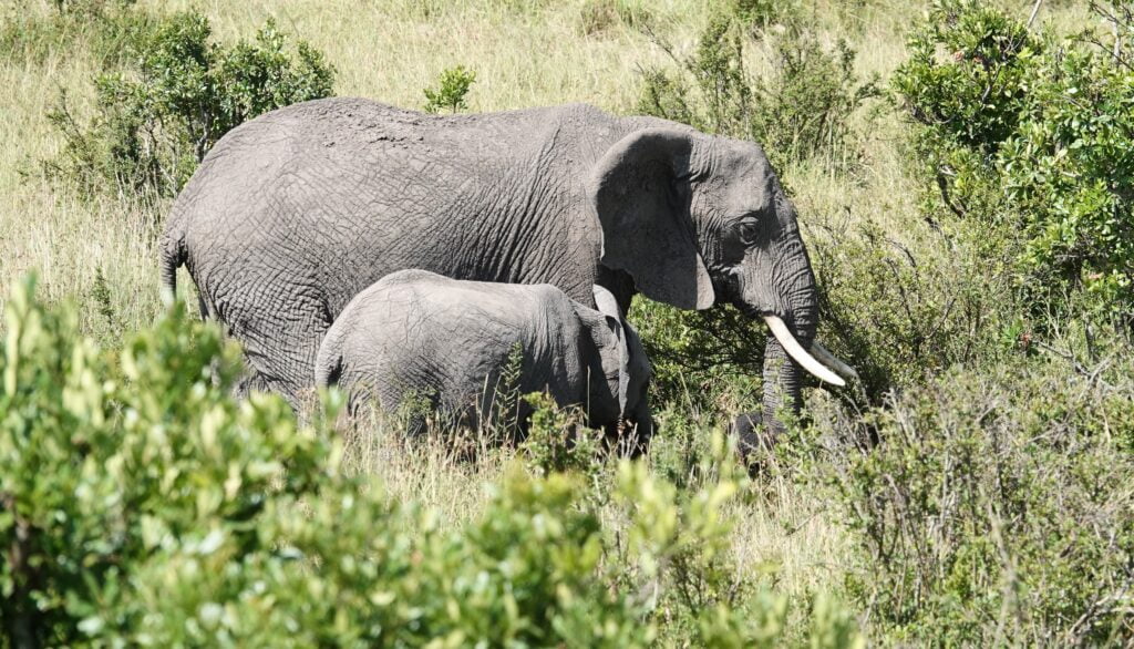 Elephants in the Maasai Mara