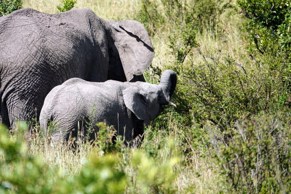 Elephants in the Masai Mara