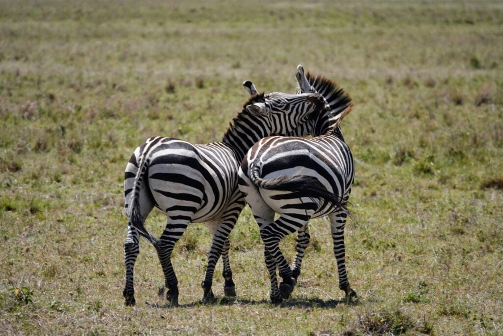 Zebras in the Masai Mara