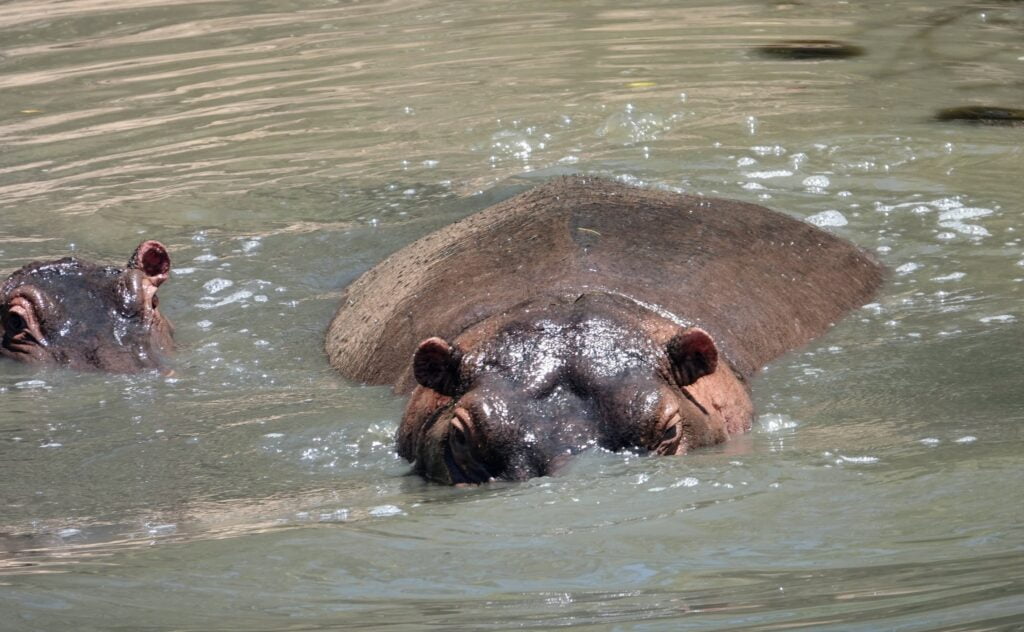 Hippopotames dans la rivière Talek, Masaï Mara