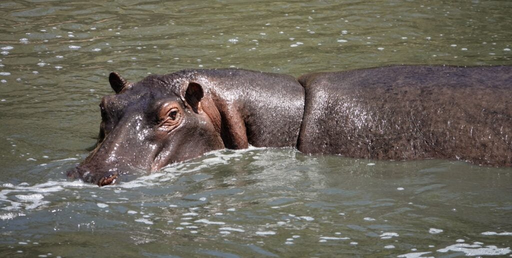 Hippopotames dans la rivière Talek, Masaï Mara