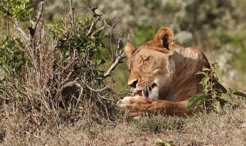 Lionne au Masaï Mara