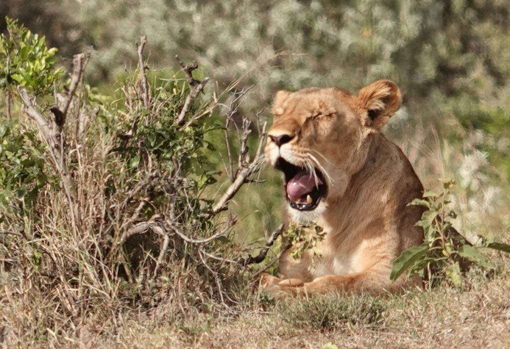 Lionne au Masaï Mara