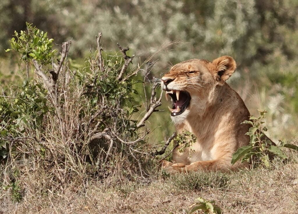 Lionne au Masaï Mara